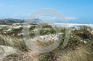 Dunes at Ocean Beach, San Francisco photo