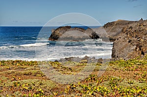 Vegetation by the sea