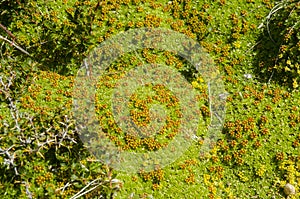 Vegetation of Seno Otway - Patagonia - Chile