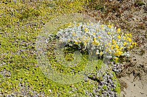 Vegetation of Seno Otway - Patagonia - Chile