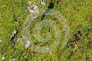 Vegetation of Seno Otway - Patagonia - Chile photo