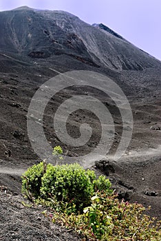 Vegetation on the side of a Volcano