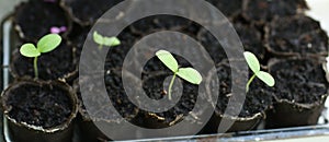 Vegetation sprout in peat pot ready for planting in vegetable garden