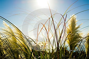 Vegetation in the sun