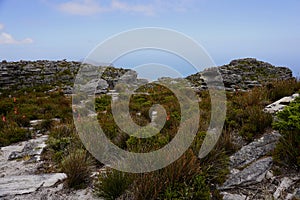 Vegetation on the Table mountain near Cape Town