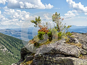 Vegetation on top of a mountain in Ergaki Nature Par