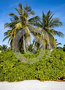 Vegetation of a tropical white beach with coconut trees