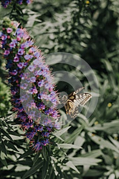 Vegetation tropics butterfly flower landscape architecture freshness