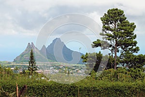 Vegetation in tropics. Curepipe, Mauritius