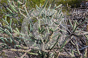 Vegetation at Tumamoc Hill, Tucson, Arizona