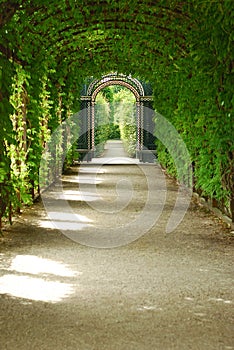 Vegetation tunnel