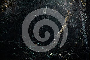 Vegetation in the twilight of the interior of the forest.