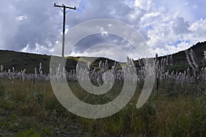 Vegetation under cloudy sky, mountains in the background, electric pole.