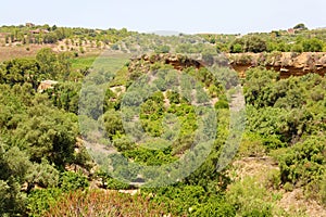 Vegetation in Valley of the Temples, Agrigento, Sicily