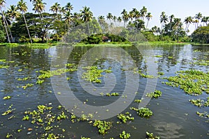 Vegetation on Vembanad lake