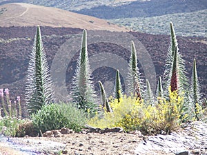 Vegetation on volcano El Teide