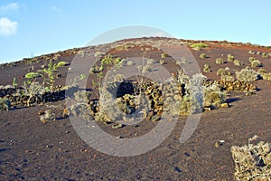 Vegetation in vulcanic area