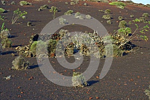 Vegetation in vulcanic area in Lanzarote Under the volcano