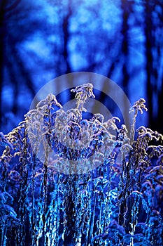 Vegetation in winter. Low temperatures and frosty nights. Vegetation covered with snow and ice. photo