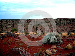 Vegetation at Yulara
