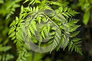 Floral background - hemlock on blurred background photo