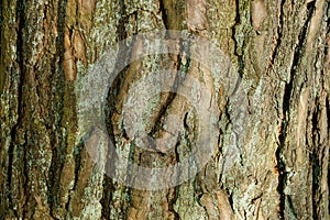 Vegetative texture from a dry bark of a pine on a tree