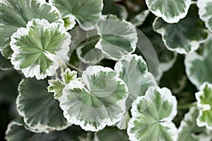 Vegetative background, juicy leaves of variegated pelargonium. Floral background