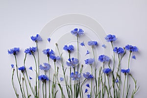 Vegetative composition with flower of blue cornflowers in flat lay style and top view