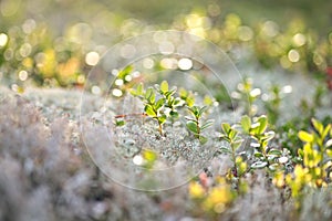 Vegetative cover of moss and blueberries