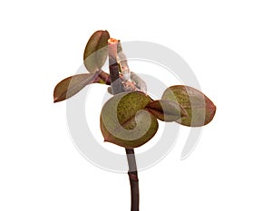 Vegetative propagation of orchids, isolated on white