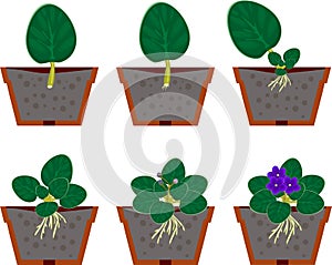 Vegetative reproduction african violets (saintpaulia) home plant