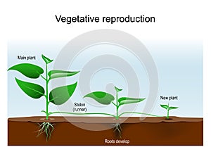 Vegetative reproduction. Plant propagation or vegetative multiplication photo