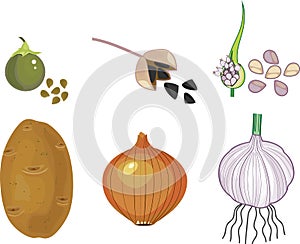 Vegetative and seed reproduction of vegetable plants: potato, onion, garlic