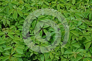 Vegetative texture of a set of green leaves on branches of bushes