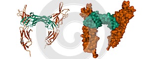 VEGFR-2 (brown) - VEGF-E (green) complex structure