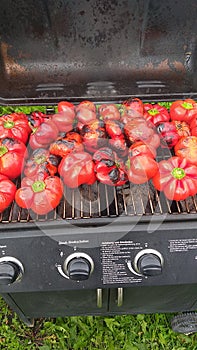 Veggetable grill  paprika photo