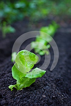 Veggie Patch: Lettuce