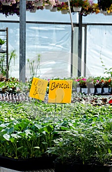 Veggies and flowers