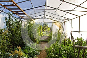 Veggies growing in hothouse