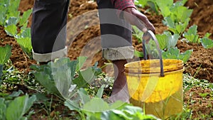 Vegitable Garden in Nuwara Eliya