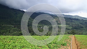 Vegitable Garden in Nuwara Eliya