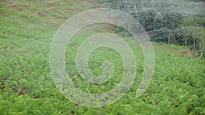 Vegitable Garden in Nuwara Eliya