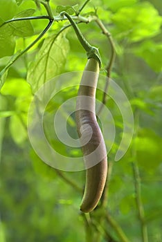 Vegitable- Matured Brinjal on plant