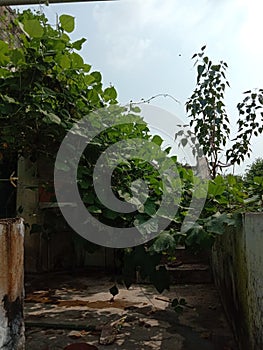 Vegitables on terrace of house in india in lockdown