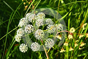 Veh poisonous Cicuta virosa - a plant, genus Vekh of Umbrella family Apiaceae. Hemlock, cats parsley, vyakha, omega