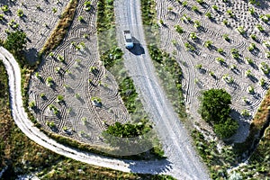 A vehicle drives down a road between fields of cultivated grape vines growing near Goreme in Turkey.