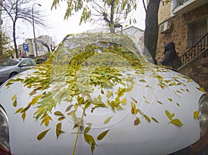 Vehicle full of dry leaves and branches over windshield and hood