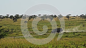 Vehicle moving quickly over the savanna, safari holiday in Maasai Mara National Reserve, Kenya, Afri