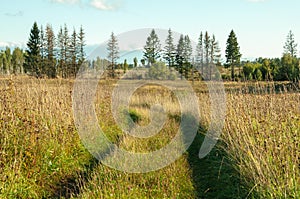 Vehicle tire tracks on tall grass in a field. Deep rut off-road and forest in the background in Russia