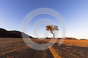 Vehicle tracks in the desert and lone camel thorn tree